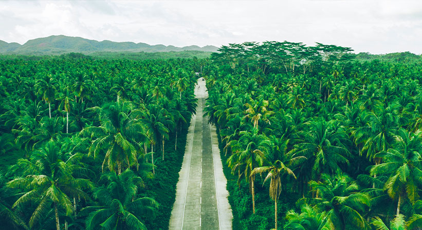 birds view of coconut farm and forest