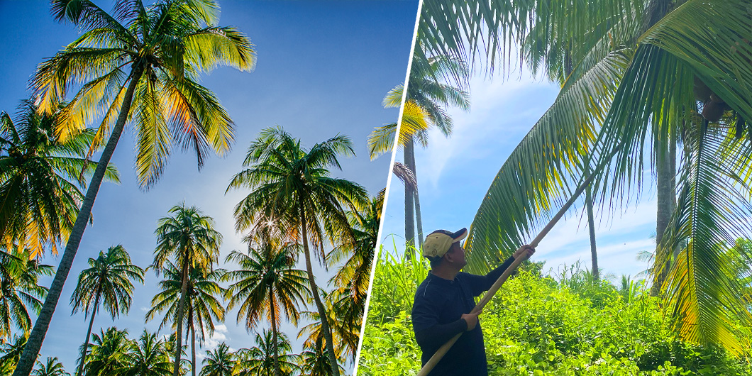 coconut harvest