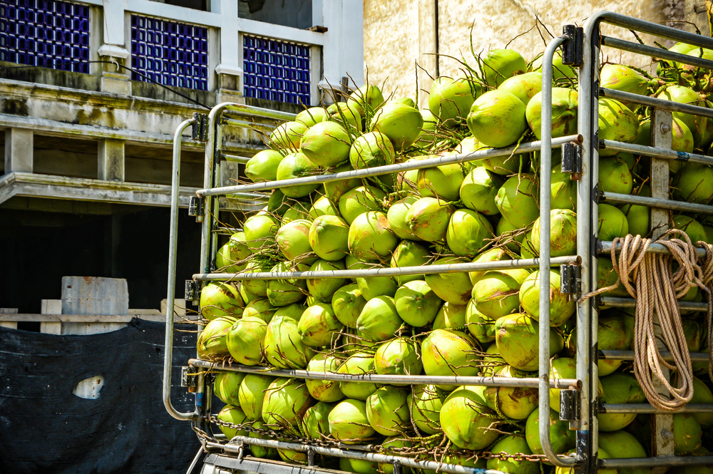 fresh green coconuts on truck ready to deliver