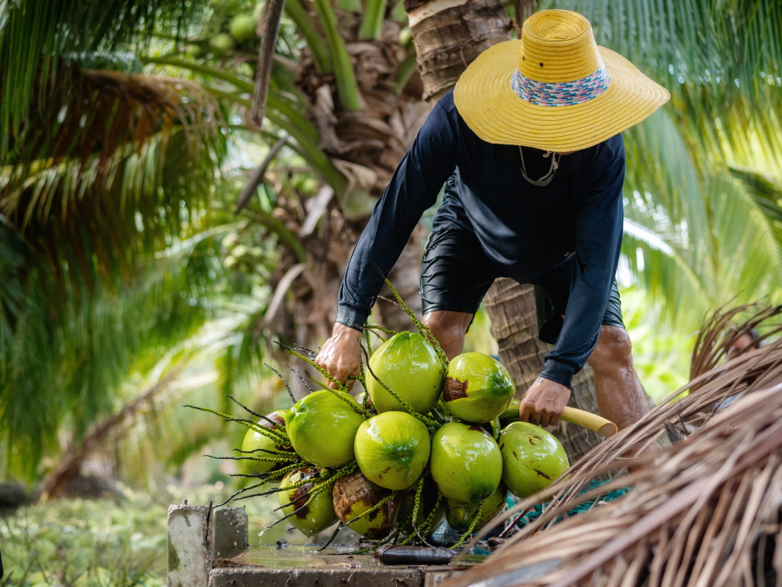 a farmer harvesting coconuts