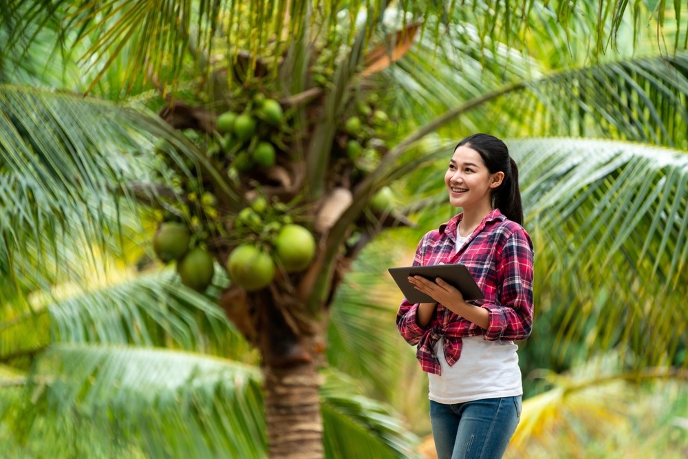 female farmer looking at the coconuts